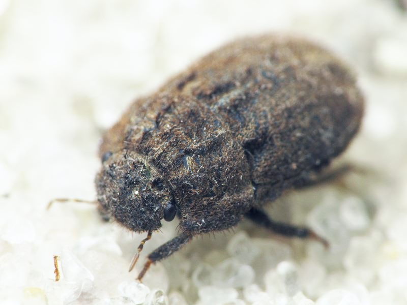 Odontoscelis (Obscuromorpha) hispidula (Jakovlev, 1874)
